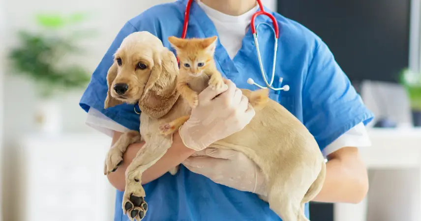 Immagine di Immagine notizia veterinario